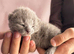 PURE PEDIGREE RUSSIAN BLUE KITTENS