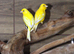 Yellow Canaries,3