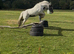 For sale honey 12.2hh cob mare