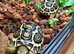 Leopard Tortoises-Stunning  RARE HIGH WHITE Hatchlings