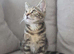 kitten for sale