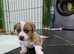 Jack Russell