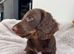 Miniature dachshund