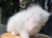 Teddywidder bunnies ready to go