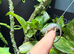 Panther chameleon