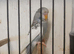 Baby Visual violet Budgies for sale