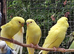 Lutino Budgies