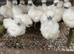 Silkie bantam show birds