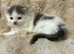 Ragdoll cross kittens ready to leave now !!