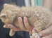 Ginger boy
