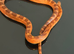 Cb26 corn snakes WOW AMAZING!