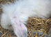 Baby Lop ear & lion head Rabbits