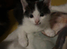 6 kittens are ready to go