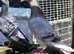 Coloured racing pigeons