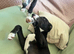 Female whippet puppy
