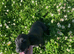 cockerspaniel puppies for sale