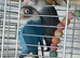 Lovebirds fischers dna'd fischers lovebirds