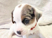 Jack Russell Puppys, Much Wenlock, Merle Top Quality Bloodlines