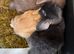 Pure placid mini lop babies
