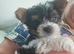 biewer terrier puppies ( small)