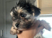 Fluffy toy Korean morkie puppies