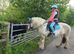 Dun and white cob mare 14.2