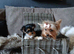 TEACUP TINY yorkie puppies charting 1.5-1.8kg