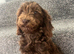 Cockpoo boy chocolate pup