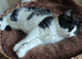 kittens - mid-long hair black and white and ginger
