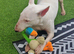 English bull terrier female