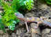 A Variety of Leopard Geckos at Birmingham Reptiles