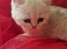 Beautiful little kittens