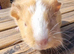 Beautiful Baby guinea pigs for sale