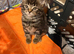 Beautiful kittens