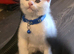 Maincoon x Scottish folds