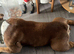 Whizz  pocket bully 5 years old