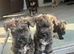 Beautiful Wowzer pups