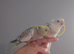 Hand reared silly tame DNA sexed baby cockatiels