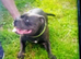 Staffordshire bull terrier pups