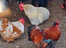 4 FREE pekin bobtail bantam cockerels