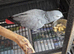 African grey female