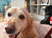 Looking to Rehome my beautiful Golden Retriever