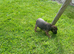 Border Terriers Ready for a Loving Forever Home