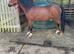 Welsh C registered 4y/o unbroken