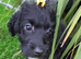 Last 1 Fully Vaccinated Gorgeous playful labradoodle puppys. Ready Now.
