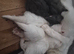 Beautiful white Maine coon kittens