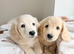Kc reg miniature dachshund boys
