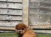 KC registered adorable chow chow puppies
