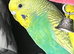 BUDGIE FOR SALE