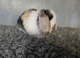 Stunning pure bred minilop babies